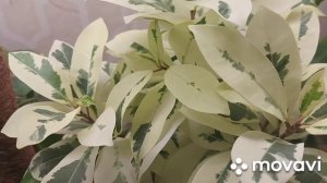 Фикус Microcarpa Albomarginata: уход и размножение