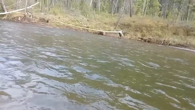 ЛОВЛЯ КРУПНОГО ХАРИУСА НА ТАЁЖНОЙ РЕКЕ/РАБОЧИЕ МУШКИ/ОТЛИЧНАЯ СНАСТЬ НА ХАРИУСА/ смотреть онлайн
