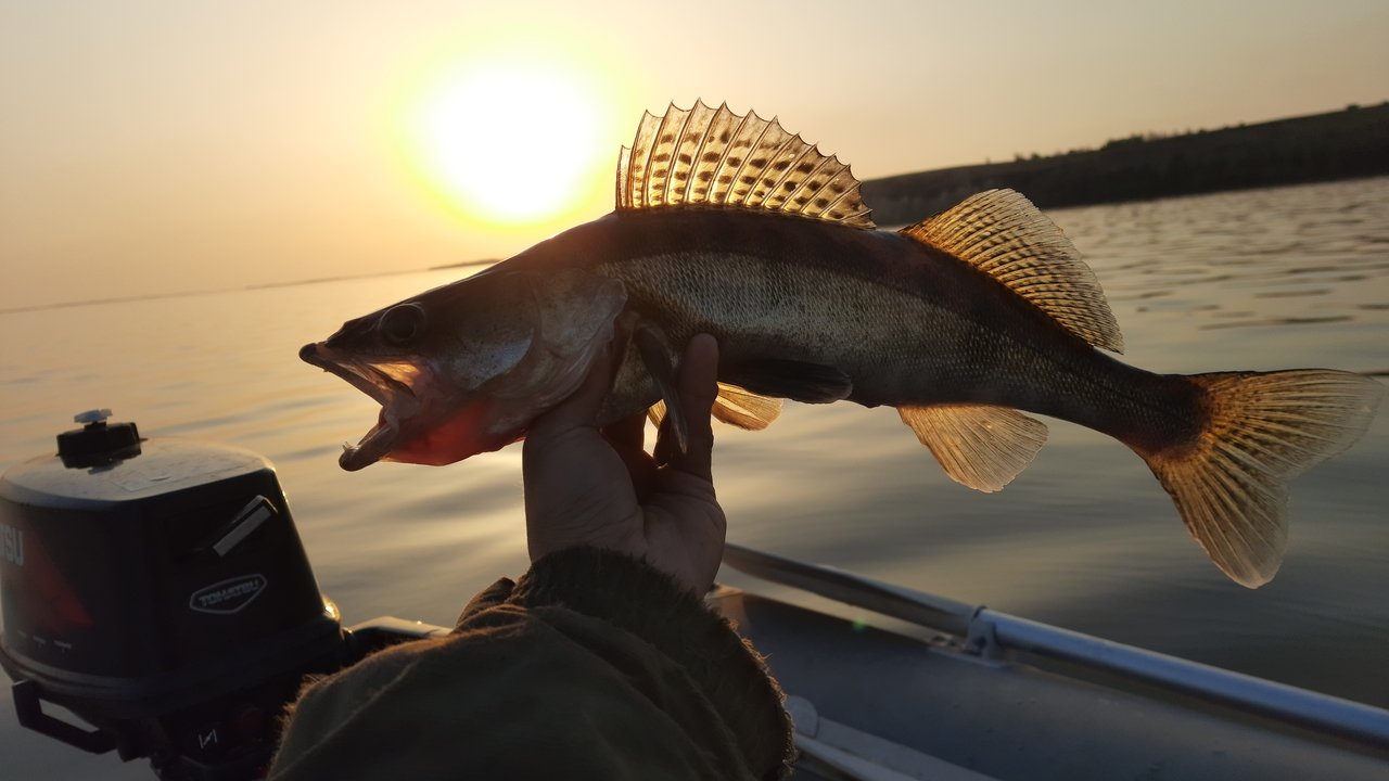ЛОВЛЯ СУДАКА НА ДЖИГ ВЕСНОЙ 2021г. /РЫБАЛКА НА ВОЛГЕ- САРАТОВСКОМ ВДХ/ КАК НАЙТИ И ПОЙМАТЬ СУДАКА смотреть онлайн