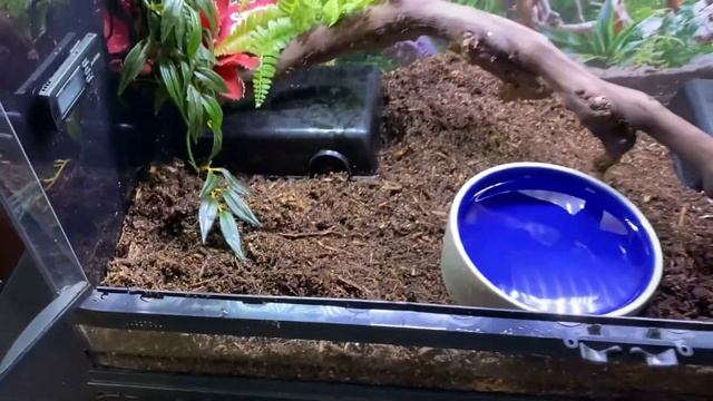 Update on My Ball Python Bubba + Boa Feedings 4/19/21 смотреть онлайн