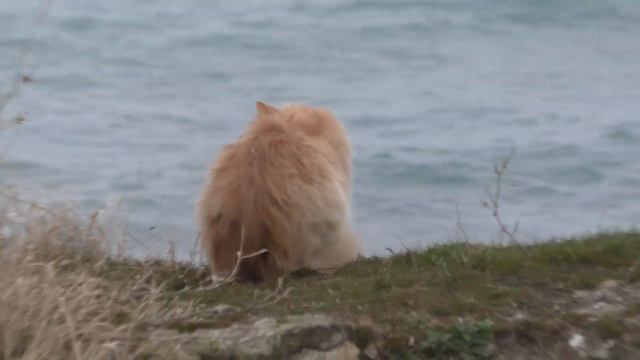 Котики Анапы зимой смотреть онлайн