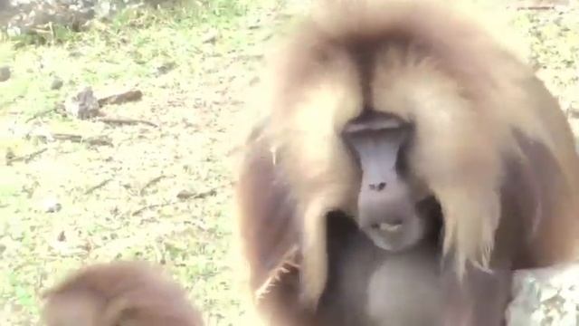 Gelada lip smacks and wobbles смотреть онлайн