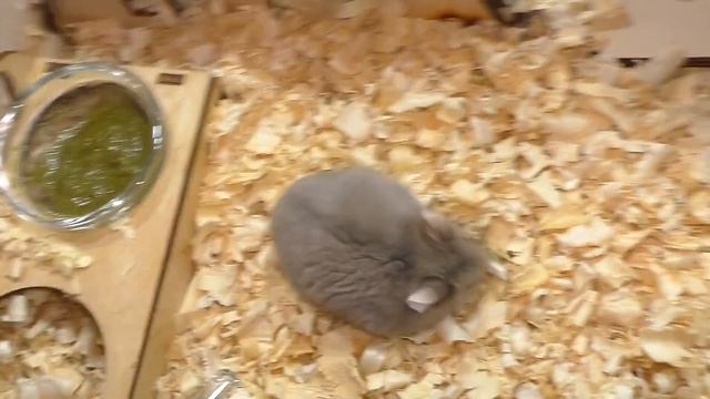 ХОМЯЧИХА СТЕША ИСКУСАЛА ВСЕ РУКИ / ПОДАРОК ДЛЯ ХОМЯКА ИЗ АМЕРИКИ / ALISA EASY PETS смотреть онлайн