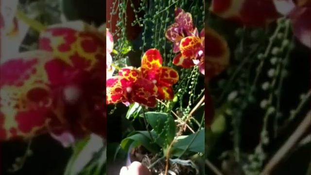 Green World Snakeskin#orhids #обзорорхидей #обзорцветов #орхидеи смотреть онлайн