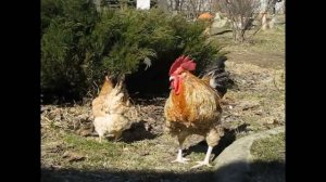 Белифельдер