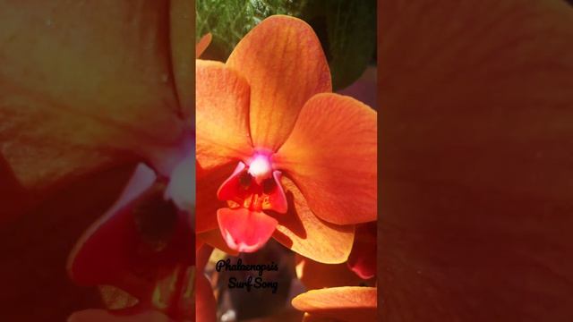 Phalaenopsis Surf Song смотреть онлайн