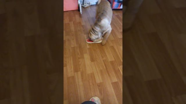 Шарпей приносит тапочки. смотреть онлайн