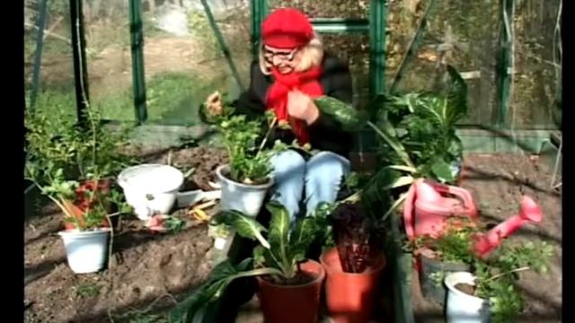 Монгольд , сельдерей на подоконнике . Советы Актябрины смотреть онлайн