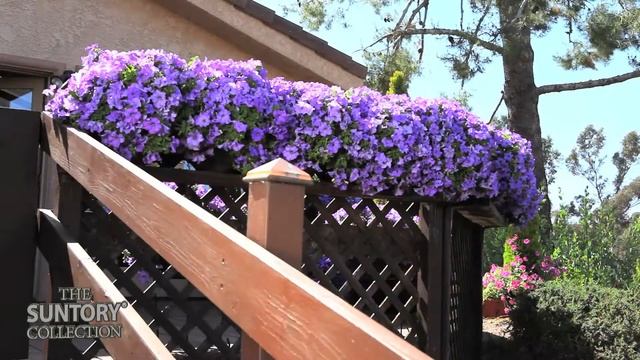 Make Breathtaking Patio Deck Garden with Surfinia Heavenly Blue смотреть онлайн
