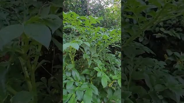Amorphophallus in landscaping смотреть онлайн