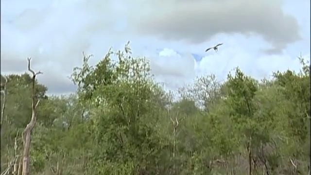 Nature's Clash: Crocodile Vs. Vulture In African Waters ??