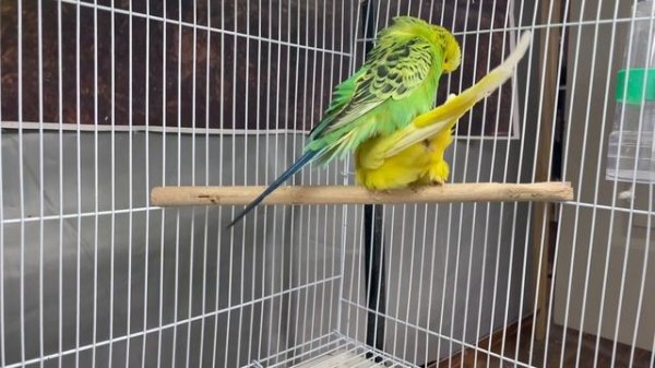 Budgies Parrots Mating Video | Budgies Breeding Season | Birds and Beyond