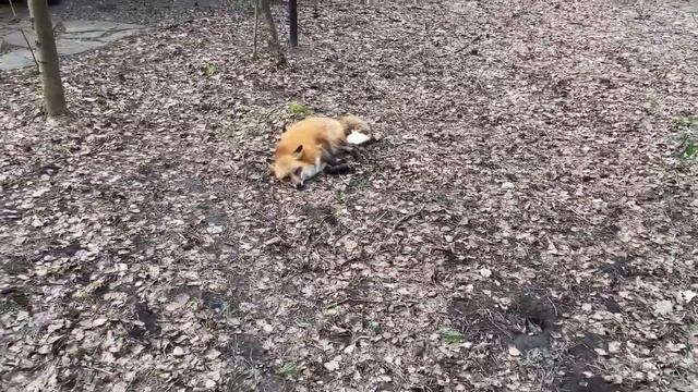 Ли Сяо / Alice the Fox Лиса Алиса (Экскурсия по ловушкам на крыс) смотреть онлайн