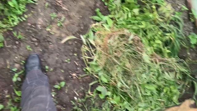 Мини парк в парнике в Краснодаре! Галицкий на минималках! смотреть онлайн