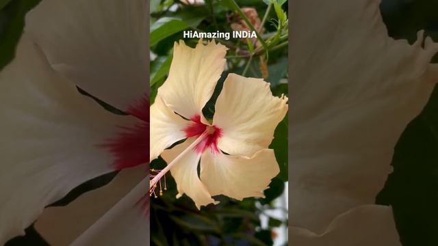 Hibiscus (HiAmazing INDiA) смотреть онлайн