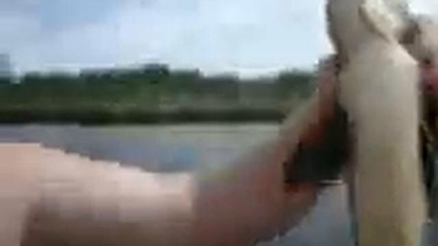 толстяк кричит язь