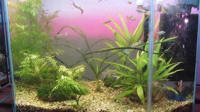 Фитолампа - результат в аквариуме смотреть онлайн