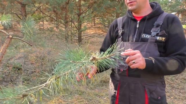 Ниваки из сосны обыкновенной. Когда? Как? Первая стрижка. смотреть онлайн