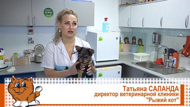 Рыжий кот-15.11.2017 смотреть онлайн