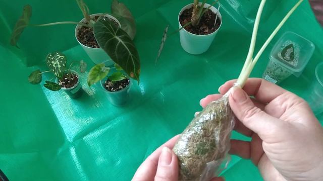 Мои Алоказии.