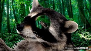 Весенний лес|||