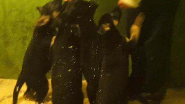 щенки в вольере смотреть онлайн