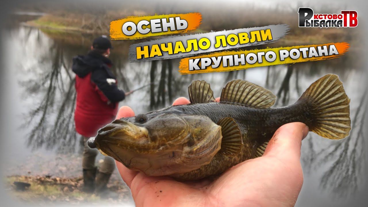 Осень это пора когда нужно ловить ротана. смотреть онлайн
