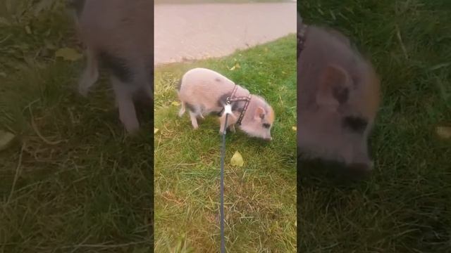 The Secret Life of Ulmas. ? кабан и туя. #минипиг #свинки #хрюша #ulmas смотреть онлайн