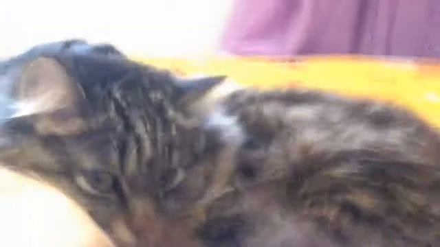 Мой котик под песню Банана