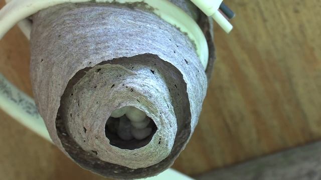 HORNET VS SPIDER Bald Faced Hornets Nest Build Time Lapse Yellow Jackets Nest смотреть онлайн
