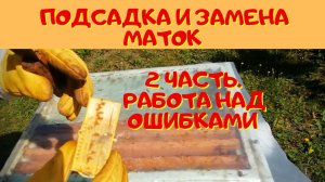 Подсадка маток 2 часть. - Замена матки в семье.