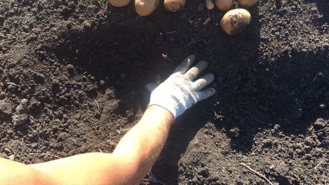 Картофель сорт Удача смотреть онлайн