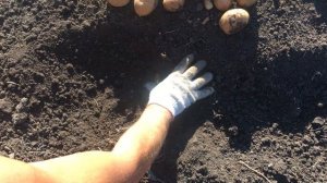 Картофель сорт Удача