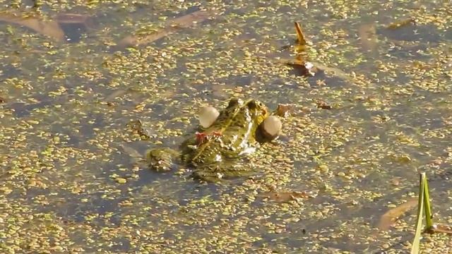 Пение озерных лягушек смотреть онлайн