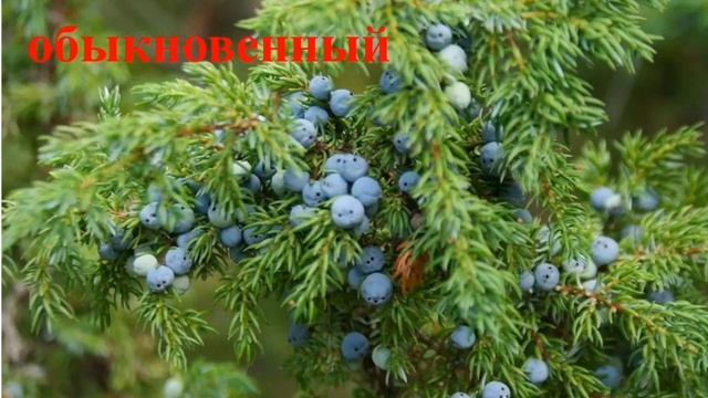 Ознакомление с окружающим "Красная Книга Казахстана". Подготовительная группа смотреть онлайн