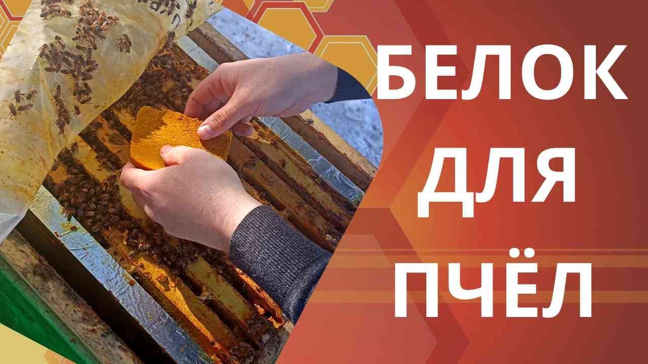 Белковая подкормка для пчел