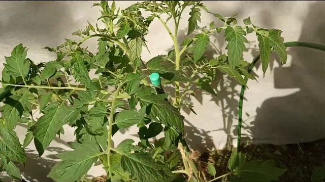 Пустоцвет на томатах! Почему? Что делать? смотреть онлайн
