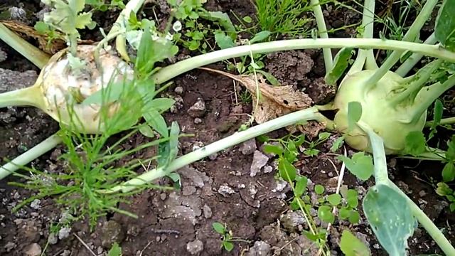 Капуста на 12.07.2020 урожай 2020