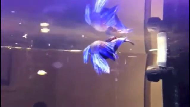Siamese fighter fish breeding - Bojowniki Tarło смотреть онлайн