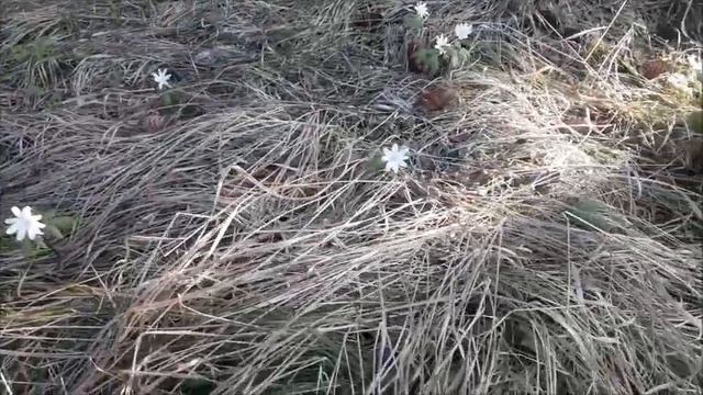 Радость первого цветения