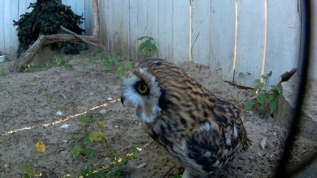 Саз Ябалагы ( Болотная сова или все таки Yaaap? ) смотреть онлайн
