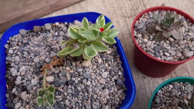 Plant Growing Milestone - First Bloom From A Succulent смотреть онлайн