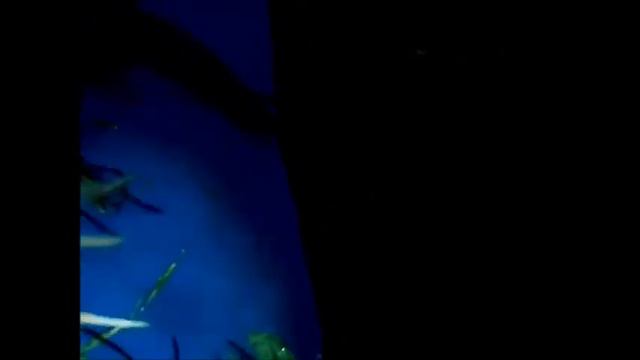 НЕТ РЫБЫ ЛОВИ РАКОВ смотреть онлайн