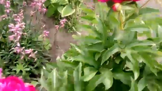 пионы какие есть у мен* смотреть онлайн