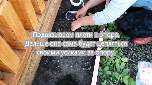 Кобея. Посадка в грунт. смотреть онлайн