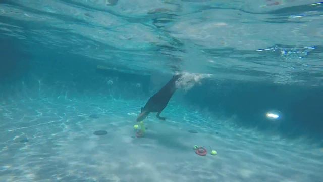 Doberman Nalah jumps into swimming pool & dives underwater for dog toys 3 смотреть онлайн