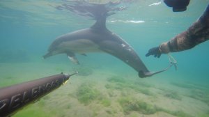 Подводная охота с дельфином на форель в Черном море. 2022г.