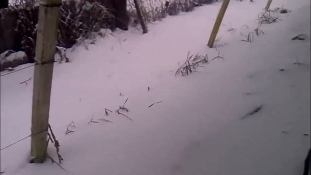 СНЕГ В ТЕПЛИЦЕ смотреть онлайн