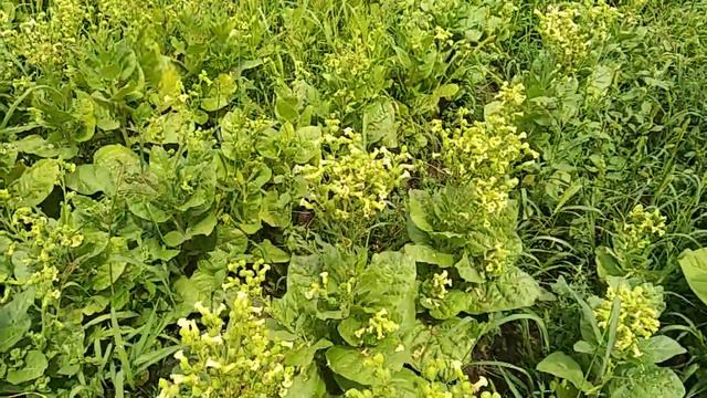 Мой табак и махорка 21.07.2018 смотреть онлайн