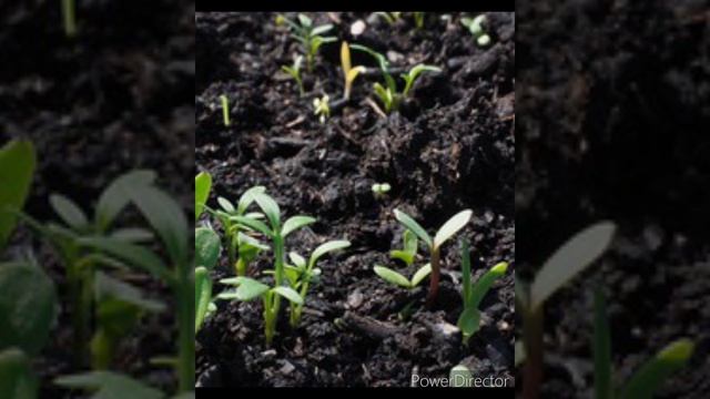 Чем нужно рыхлить почву ? смотреть онлайн